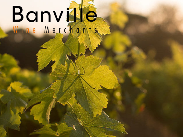Banville Wine Merchants expands Italian portfolio and personnel